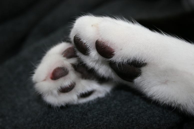Les 14 plus belles races de chats gris (avec photos Les 14 plus belles races de chats gris (avec photos